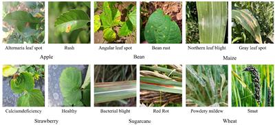 Identification of leaf diseases in field crops based on improved ShuffleNetV2